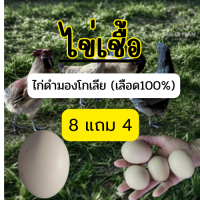 ราคา ไข่เชื้อไก่ดำมองโกเลีย เลือด100 8 แถม 4 สำหรับเข้าตู้ฟัก (24728601353)