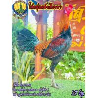ราคา ไข่ไก่ชน ลูกแสนซน แสนกล ชุด3ไบ รับประกันเชื้อจัดส่งไว (23537962991)
