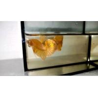 ราคา ปลากัดสีทอง เลือกผู้ เมีย ได้พร้อมผสมพันธุ์ ปลากัดชุปเปอร์โกล เกรดปกติ ปลากัดสีทองล้วน ปลากัดสวยๆ ปลากัดสีมงคล ปลากัดสวยงามโชว์สวยมีให้เลือก 2ตัวผู้เมียขนาด 1 3 1 6 ตัวใหญ่พร้อมผสมพันธุ์ (20219406499)