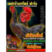ราคา VIP ไข่ไก่ชนพม่าสายเลือดเงินล้านนำเข้าผสมกับชุดแม่ไก่ VIP ที่จ่ายลูกมีผลงานแล้ว จากราคาฟองละ 150 บาท พิเศษชุด 3ฟอง 420บาท โคตรไก่เบอร์แข้ง (23828705553)
