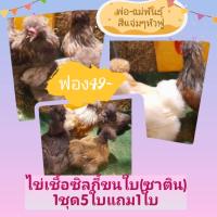 ราคา ไข่เชื้อไก่ซิลกี้ขนใบ ซาติน ไก่แข็งแรงสีสรรสดไสเชื้อเดินดีมากพ่อแม่พันธุ์5ใบแถม1ใบผสม1 3สีแจ่มๆตามปกทุกตัว (18906284786)