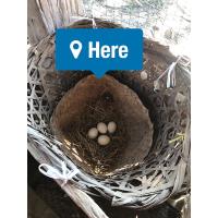 ราคา ไข่ไก่ชน พม่าม้าล่อแข้งหน้า (11686161139)