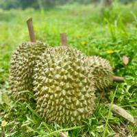 ราคา ทุเรียนจันทบุรี ทุเรียนชะนีไข่ ชะนีไข่ เนื้อหวานมัน อร่อย ขนาด1 8 2kg (24496455985)