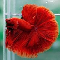 ราคา ขายดี เกรดA ปลาสวยงาม ปลากัด ฮาฟมูน เกรดส่งออก สีสดใส แข็งแรง (16764564356)