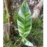 ราคา กล้วยฟลอริด้าด่าง (25323674558)