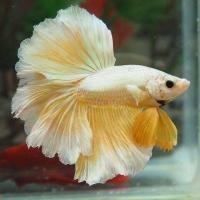 ราคา ขายดี เกรดA ปลาสวยงาม ปลากัด ฮาฟมูน เกรดส่งออก สีสดใส แข็งแรง (16764564357)