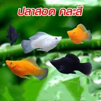 ราคา ปลาสอด คละสี ปลาสวยงาม เลี้ยงง่าย ทนทาน ตัวเล็กน่ารัก ใส่ตู้ปลา fish (25627985145)