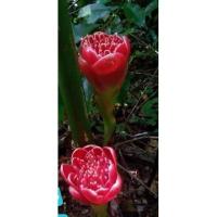 ราคา 1หน่อ ดอก ต้น หน่อ เหง้า ดาหลา ดอกดาหลา ต้นดาหลา ดาหลากลีบดอกบัว ดาหลาดอกบัว ดาหลาถ้วย ดาหลากุหลาบ Torch ginger Rose of Siam สี แดง ชมพู ขาว (15608045300)