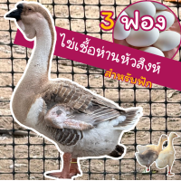 ราคา ไข่เชื้อห่านหัวสิงโต 3 ฟอง สำหรับฟัด (25818639533)