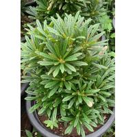 ราคา มะพร้าวทะเลทราย กิเเกส Dorstenia gigas กระถาง6นิ้วถ (24800858484)