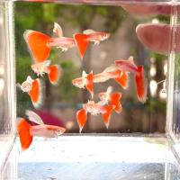 ราคา อาหารปลาหางนกยูง Albino Red Tail ตาแดง (26480028259)