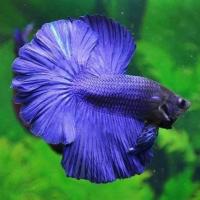 ราคา ขายดี เกรดA ปลาสวยงาม ปลากัด ฮาฟมูน เกรดส่งออก สีสดใส แข็งแรง (16764564358)