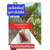 ราคา ยูคาลิปตัสเมล็ดพันธุ์เค7ยอดสีแดง30000เมล็ด399บาทโปรแถมต้นกล้า10 ต้น (25739986597)