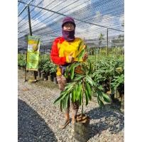 ราคา ต้นทุเรียนหมอนทอง เสียบยอด สูง 110 130 cm ต้นทุเรียนหมอน จันทบุรี พันธุ์ทุเรียนหมอนทอง ราคาถูก กิ่งพันธุ์ทุเรียนหมอนทอง จันทบุรี ซื้อต้นทุเรียน ราคาถูก ต้นทุเรียนหมอนทอง ต้นกล้าทุเรียน กล้าทุเรียน พัน