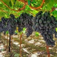 ราคา ต้นองุ่น พันธุ์นิ้วแม่มด ขายเป็นต้น องุ่น (19571283381)