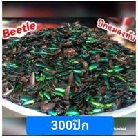 ราคา ปีกแมลงทับ ปีกจริง (25020711186)