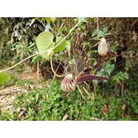 ราคา ขายดีอันดับ1 ต้นไก่ฟ้าพญาลอ ไม้เลื้อย ถ่ายจากภาพจริง คุ้มสุดสุด ต้นไม้ ฟอก อากาศ กระถาง ต้นไม้ ไม้ ประดับ ต้นไม้ ปลูก ใน บ้าน (15646549079)