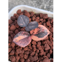 ราคา Zamioculcas Black Pink Variegatad กวักมรกตดำด่างชมพูสวยมาก เกิดจากหัวเพราะชำพร้อมปลูกส่งทั้งกระถาง3 4นิ้ว (25526660802)