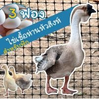 ราคา ไข่เชื้อ ห่านหัวสิงโต 3 ฟอง สำหรับฟัก (25818619517)
