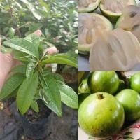 ราคา แอปเปิ้ลสตาร์เขียว หมากน้ำนม พันธุ์ลูกเขียว ต้นเพาะเมล็ด ชุดละ 2 ต้น (24709597086)