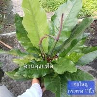 ราคา โชคเก้าชั้น ต้นโชคเก้าชั้น โชค 9 ชั้น ต้นไม้มงคล ต้นใหญ่พร้อมกระถาง11นิ้ว สวนลุงแท็ค (23072264590)