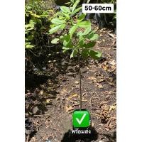 ราคา พันธุ์ ดิจิทาทา ต้น ต้นเบาบับ เบาบับ ต้นมหาสมบัติ ต้นขนมปังลิง baobab tree เมล็ด Adansonia digitata (23368154168)
