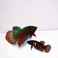 ราคา ปลากัดแท้ๆ แก้มแดง ปลากัดแบบแพคคู่ ปลากัดสายกัดดุ ปลากัดป่าสายกัด (25732978996)