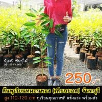 ราคา ต้นทุเรียนหมอนทอง เสียบยอด สูง 110 120 cm ต้นทุเรียนหมอน จันทบุรี พันธุ์ทุเรียนหมอนทอง ราคาถูก กิ่งพันธุ์ทุเรียนหมอนทอง จันทบุรี ซื้อต้นทุเรียน ราคาถูก ต้นทุเรียนหมอนทอง ต้นกล้าทุเรียน กล้าทุเรียน พัน