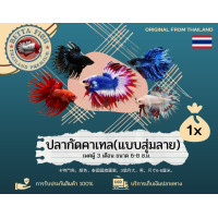 ราคา ปลากัดคราวเทล ผู้ โตเต็มวัย (126270688642)