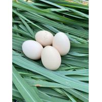 ราคา ไข่ไก่ชนพม่า ไข่เชื้อ ขายเป็นชุดเฉลี่ยฟองละ80 พ่อพันธุ์เจ้าบัวขาว สายพม่าเหลี่ยมลีลาม้าล่อรำวง (19636362375)