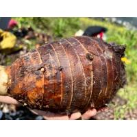 ราคา แม่เผือกหอม เผือกหอมสดจากไร่ น้ำหนัก 0 7 1 Kg 1หัว เผือกหอมบ้านหมอ สระบุรี ของดีประจำท้องถิ่น มีกลิ่นหอมเป็นเอกลักษณ์ เนื้อทั้งแน่นและซุย ขุดตามออเดอร์ทุกวัน เผือก เผือกหอม เผือกหอมบ้านหมอ (2462168694