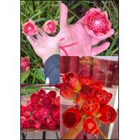 ราคา 1หน่อ ดอก ต้น หน่อ เหง้า ดาหลา ดอกดาหลา ต้นดาหลา ดาหลากลีบดอกบัว ดาหลาดอกบัว ดาหลาถ้วย ดาหลากุหลาบ Torch ginger Rose of Siam สี แดง ชมพู ขาว (24410649941)