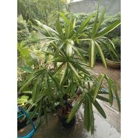 ราคา ต้นจั๋งใบด่าง ฟอร์มสวย ด่างชัด 150 c m ขึ้นไป (24268123252)