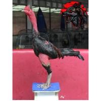 ราคา ไข่ไก่ชน สายเบอร์แข้ง 17 ยก รับประกันเชื้อ ส่งด่วนทั่วประเทศ (18225985076)