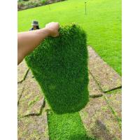 ราคา หญ้าสนามจริง 10 แผ่น 5ตารางเมตร หญ้าจัดสวน หญ้านวลน้อย หญ้าญี่ปุ่น หญ้าพาสพาลัม หญ้ามาเลเซีย ขนาด ต่อแผ่น50x100ซม (25386266088)