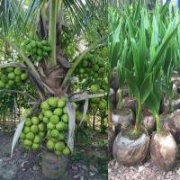ราคา 1 ต้น มะพร้าว ต้นมะพร้าว สายพันธุ์ dwarf coconut มะพร้าวน้ำหอม ต้นเตี้ยแท้ พร้อมปลูก มะพร้าวพันธุ์น้ำหอมต้นเตี้ย ตูดจีบ บ้านแพ้ว (8665976588)