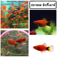 ราคา ส่งฟรี ปลาสอดมิกกี้ เม้าส์ ตัวเล็กน่ารัก ปลาสวยงาม ใส่ตู้ปลา fish (25087363341)