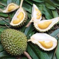 ราคา ทุเรียนจันทบุรี ทุเรียนพวงมณี พวงมณี ทุเรียนพื้นเมือง หวาน มัน อร่อย น้ำตาลน้อย (21973380989)