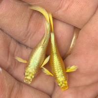 ราคา แถมอาหาร ปลาหางนกยูง สีทอง ปลาสวยงาม เลี้ยงง่าย เลี้ยงรวมได้ Fish Full Gold Guppy (126579556678)