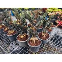ราคา กวักมรกตดำ กวักโชคลาภ Black Zamioculcas โชว์โขด รากหัวสวย กวักมรกตดำ ไม้มงคลเรียกทรัพย์ มีความหมายดีปลูกแล้วเป็นมงคลกับคนในบ้าน น้องใบดำหายากด้วยนะ ใครที่กำลังมองหาต้นไม้ฟอกอากาศอยู่ แนะนำต้นกวักมรกต 