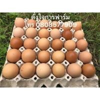 ราคา ไข่เชื้อสำหรับฟัก ไก่ไข่สาวพันธุ์โรสแดงอเมริกาแท้ ชุด 15 ฟอง แถม 2 (17599473823)