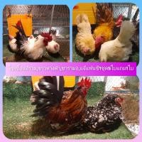 ราคา ไข่เชื้อไก่แจ้รวมขาวหางดำขาสั้นซารามอแจ้แฟนซี1ชุด5ใบแถม1ใบไก่ฟอร์มสวยสีแจ่มๆ (18905312793)