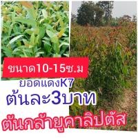 ราคา ต้นกล้ายูคาลิปตัสชุด100ต้น299บาทสูง10 15ซ ม (26216121284)