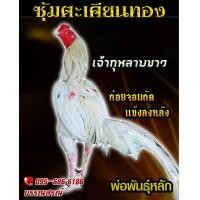 ราคา ไข่ไก่ชนก๋อยกัด สายปราณบุรี100 ร้านจัดส่งไว เจ้ากุหลาบขาว (16334526571)
