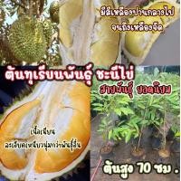 ราคา ต้นพันธุ์ทุเรียนชะนีไข่ สายพันธุ์ ยอดนิยม ส่งต้นพันธุ์ 60 70 ซม ต้นแข็งแรง ปลูกง่ายโตไว มีกลิ่นเป็นเอกลักษณ์ เมล็ดลีบ เนื้อเยอะ (19351180566)