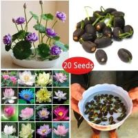 ราคา 20 ชิ้น ถุงโลตัสบัวเผื่อนบอนไซเมล็ดสวนงานอดิเรกหลายสี ของแท้ 100 บัวจิ๋ว บัวแคระ บัว เมล็ดบัว เมล็ดพันธุ์บัว เมล็ดบัวจิ๋ว พันธุ์ดอกไม้ บัวแคระญี่ปุ่น เมล็ดบัวแคระ ดอกบัวแคระ บัวญี่ปุ่นจิ๋ว เมล็ดพันดอก