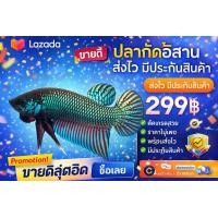 ราคา ปลากัดอีสานเกรดเลี้ยงเล่น ปลากัดป่าแท้ๆ ตัวผู้ ประกัน100 (126777329601)