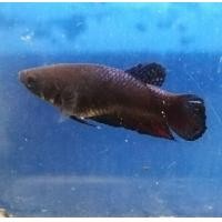 ราคา ปลากัดแปดริ้วบ่อดิน เพศเมีย (19235887596)