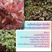 ราคา เมล็ดพันธุ์ยูคาลิปตัสยอดแดงK7ชุด20000เมล็ดแถมต้นกล้าขนาด4 5ซ ม50ต้นราคา299บาท (25753423354)