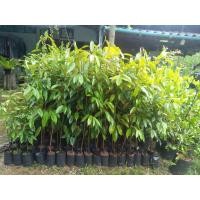 ราคา ต้นกล้าทุเรียนบ้าน ชุดละ 5 ต้น สูง 50 70 เซน (19409744647)